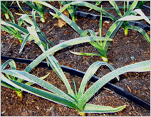 Drip Irrigation System